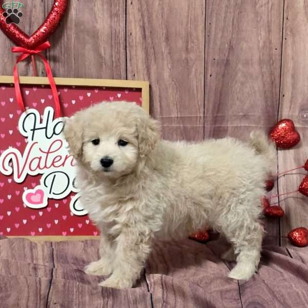 Nutter, Bich-Poo Puppy