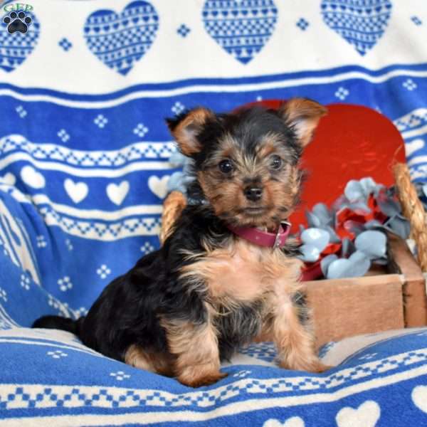 Oakley, Yorkie Puppy