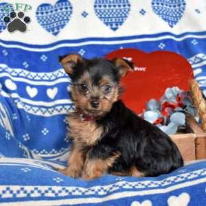 Oakley, Yorkie Puppy