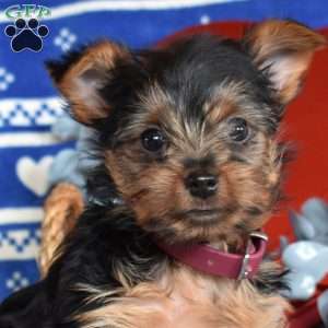 Oakley, Yorkie Puppy