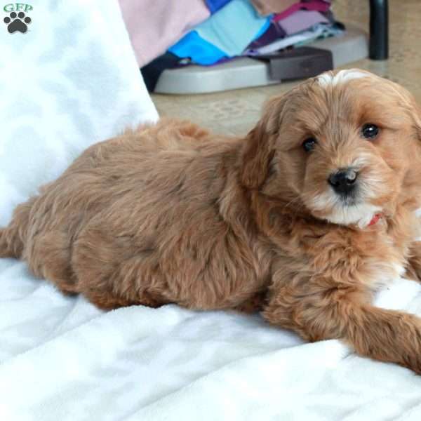 Obi, Mini Goldendoodle Puppy