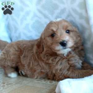 Obi, Mini Goldendoodle Puppy