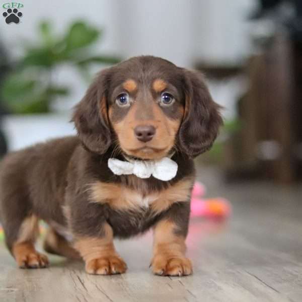 Oliver, Dachshund Puppy