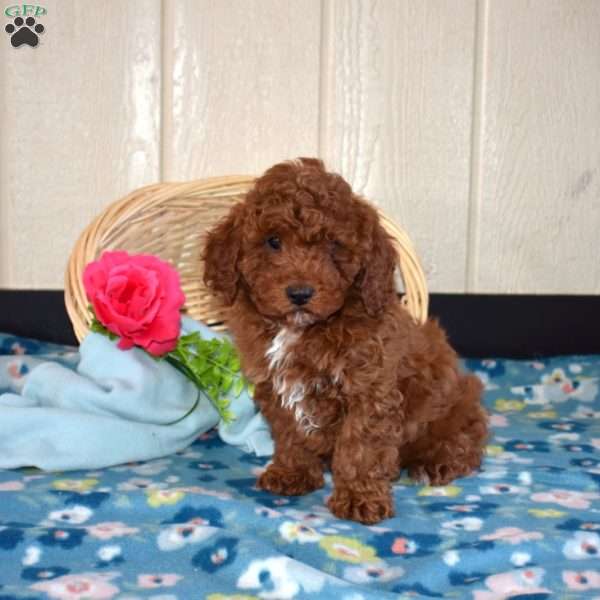 Oliver, Miniature Poodle Puppy