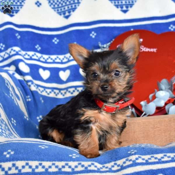 Oliver, Yorkie Puppy