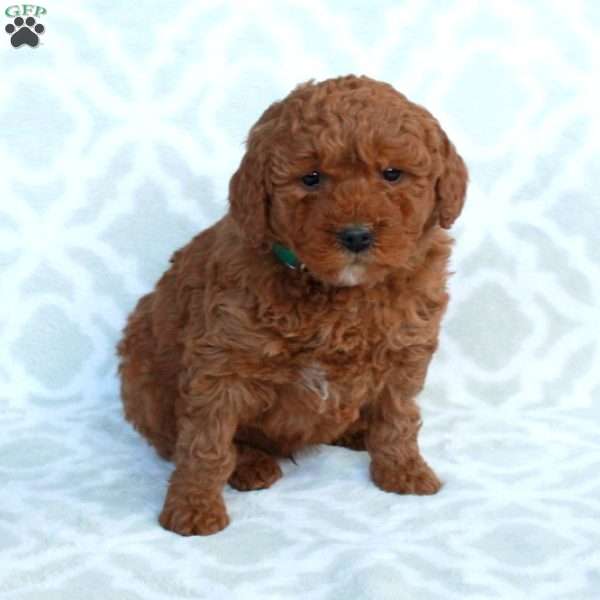 Oliver, Mini Goldendoodle Puppy