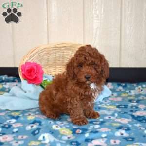 Oliver, Miniature Poodle Puppy