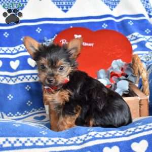 Oliver, Yorkie Puppy
