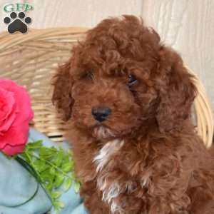Oliver, Miniature Poodle Puppy