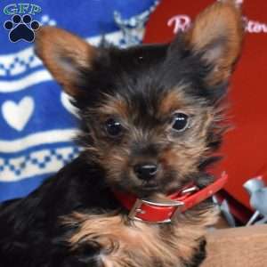 Oliver, Yorkie Puppy
