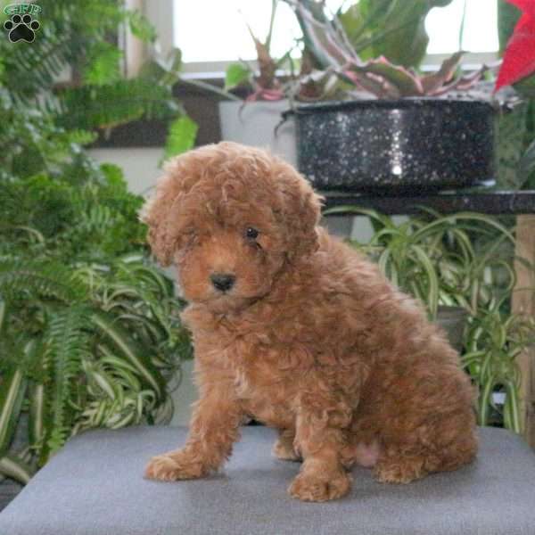 Olivia, Bich-Poo Puppy