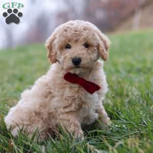 Ollie, Bich-Poo Puppy