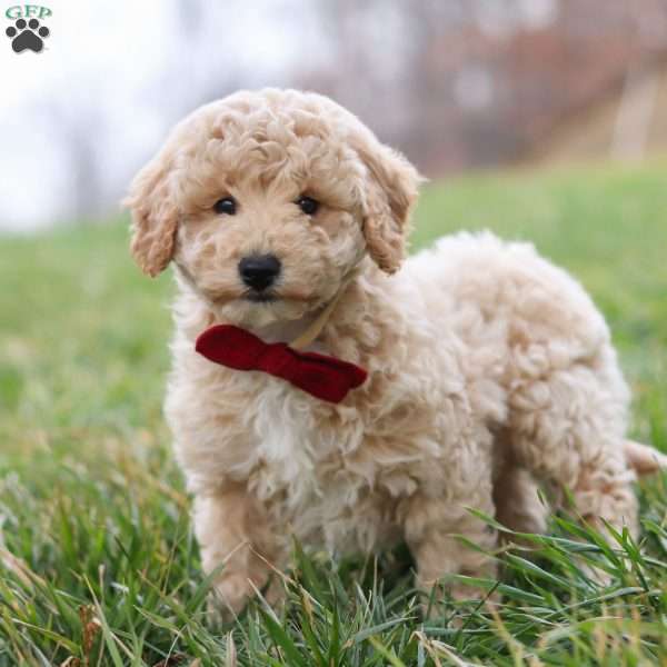 Ollie, Bich-Poo Puppy