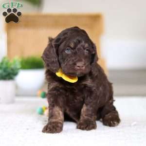 Ollie, Cockapoo Puppy