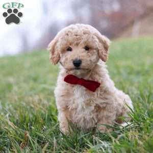 Ollie, Bich-Poo Puppy