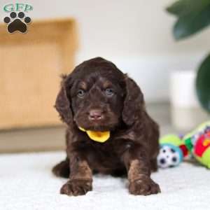 Ollie, Cockapoo Puppy