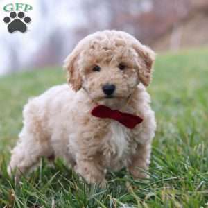 Ollie, Bich-Poo Puppy