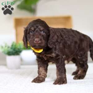 Ollie, Cockapoo Puppy