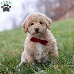 Ollie, Bich-Poo Puppy