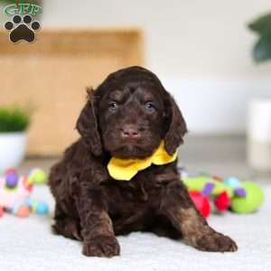 Ollie, Cockapoo Puppy