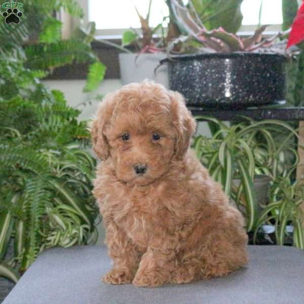 Olya, Bich-Poo Puppy