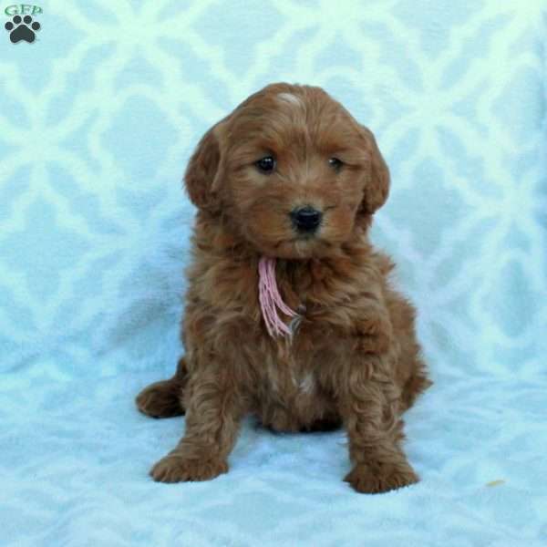 Ophelia, Mini Goldendoodle Puppy