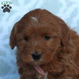 Ophelia, Mini Goldendoodle Puppy