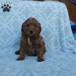 Ophelia, Mini Goldendoodle Puppy