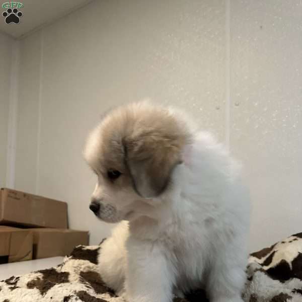 Orange, Great Pyrenees Puppy