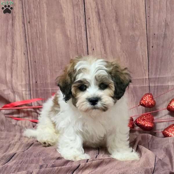 Orchid, Teddy Bear Puppy