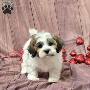 Orchid, Teddy Bear Puppy