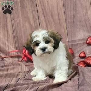 Orchid, Teddy Bear Puppy