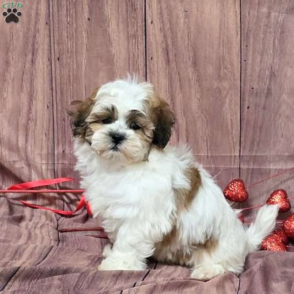 Orla, Teddy Bear Puppy