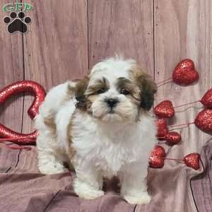 Orla, Teddy Bear Puppy