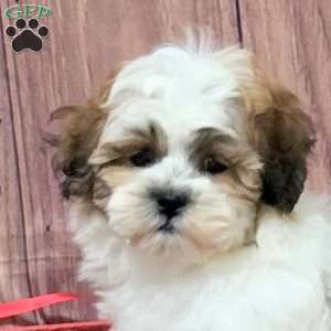 Orla, Teddy Bear Puppy