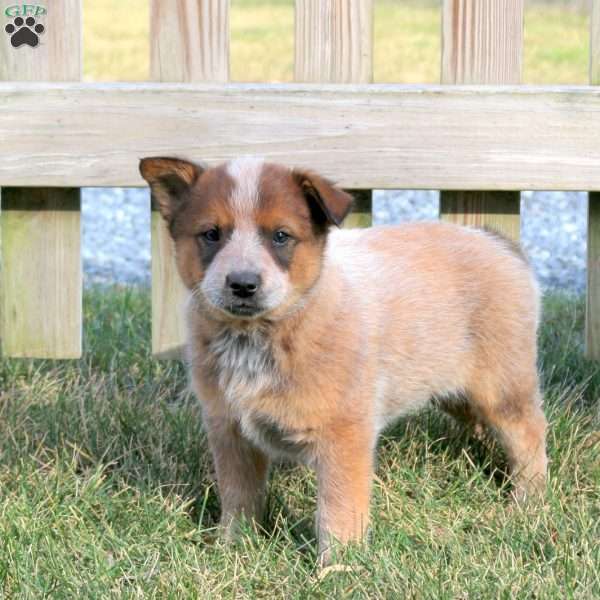 Oscar, Blue Heeler – Australian Cattle Dog Puppy