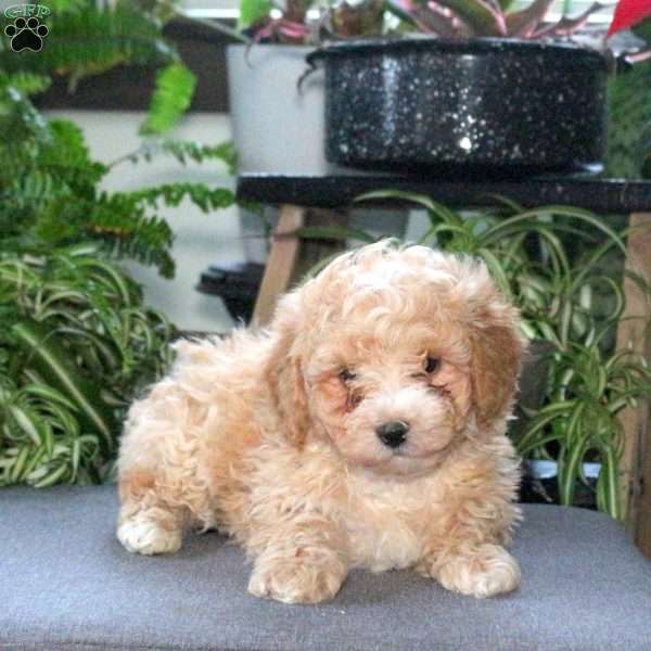 Oscar, Bich-Poo Puppy