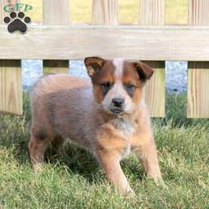 Oscar, Blue Heeler – Australian Cattle Dog Puppy