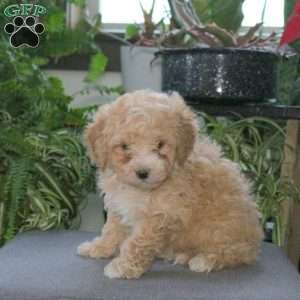 Oscar, Bich-Poo Puppy