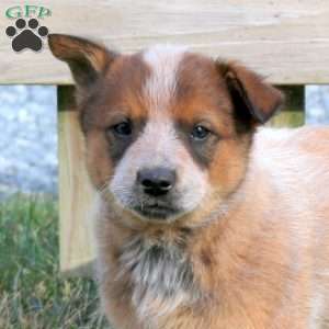 Oscar, Blue Heeler – Australian Cattle Dog Puppy