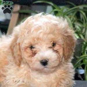 Oscar, Bich-Poo Puppy