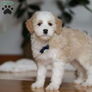 Otis, Sheepadoodle Puppy