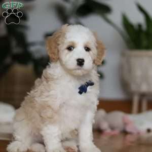 Otis, Sheepadoodle Puppy