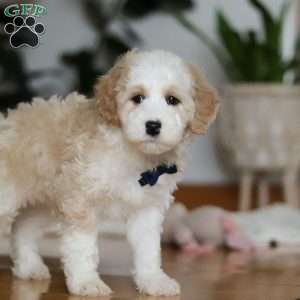 Otis, Sheepadoodle Puppy