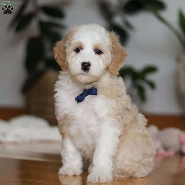 Otis, Sheepadoodle Puppy