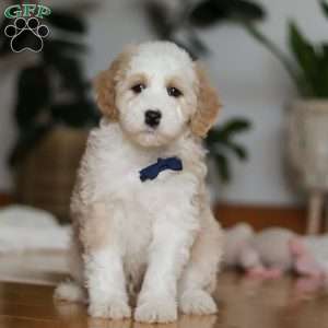 Otis, Sheepadoodle Puppy