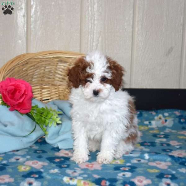 Otis, Miniature Poodle Puppy