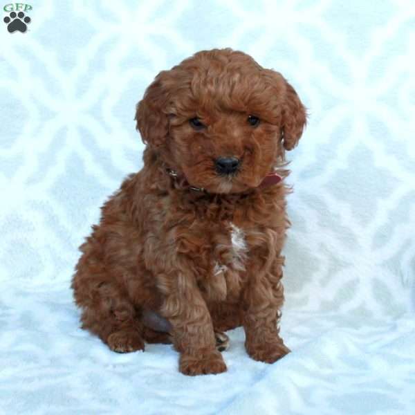 Otis, Mini Goldendoodle Puppy