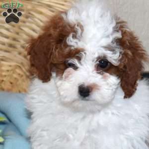 Otis, Miniature Poodle Puppy
