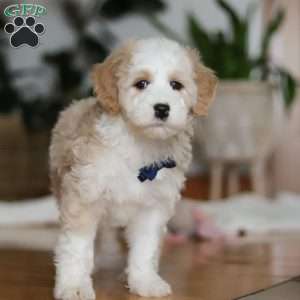 Otis, Sheepadoodle Puppy